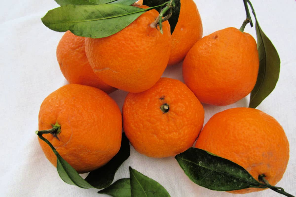 Six whole Mandarin oranges with attached green leaves are arranged on a white surface.